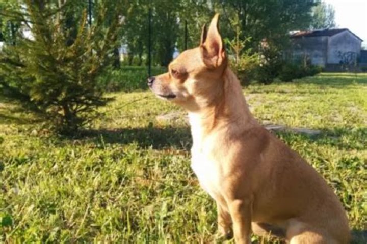 Why doesnt my dog come when called?