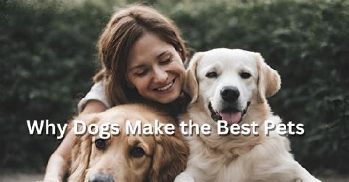 Why dogs are the best?