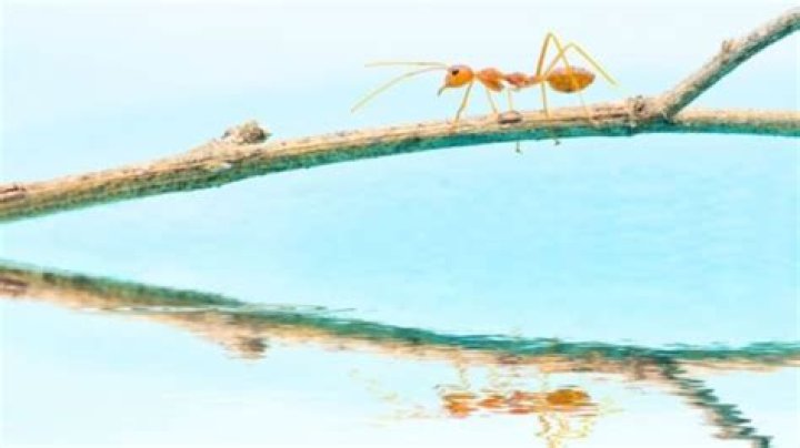 Why don t ants drown when it rains?