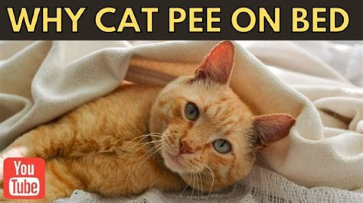 Why has my cat started peeing on my bed?