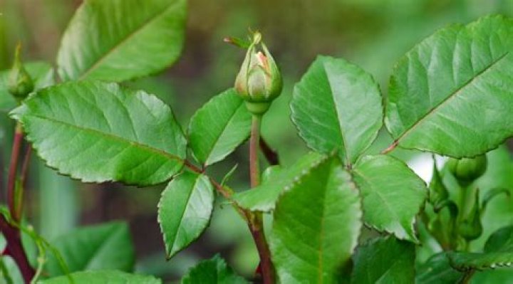 Why has my climbing rose died?