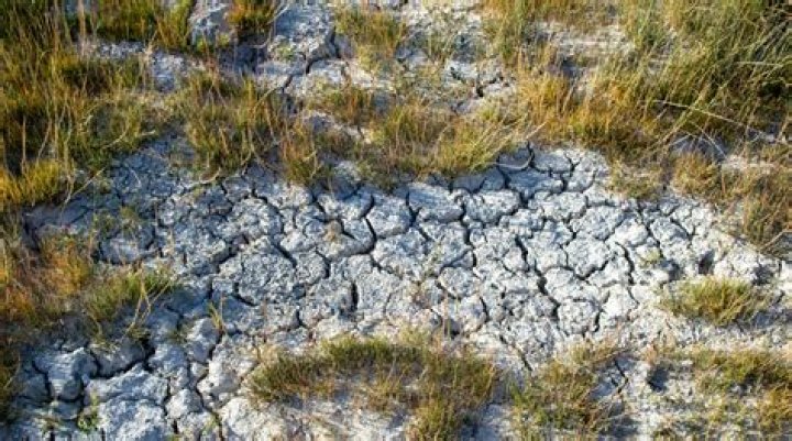 Why is a reduction in biodiversity bad?