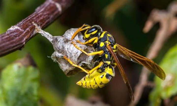 Why is a wasp called a Jasper?
