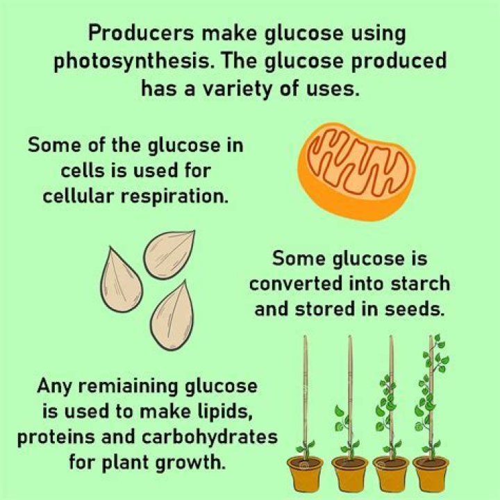 Why is glucose important in plants?