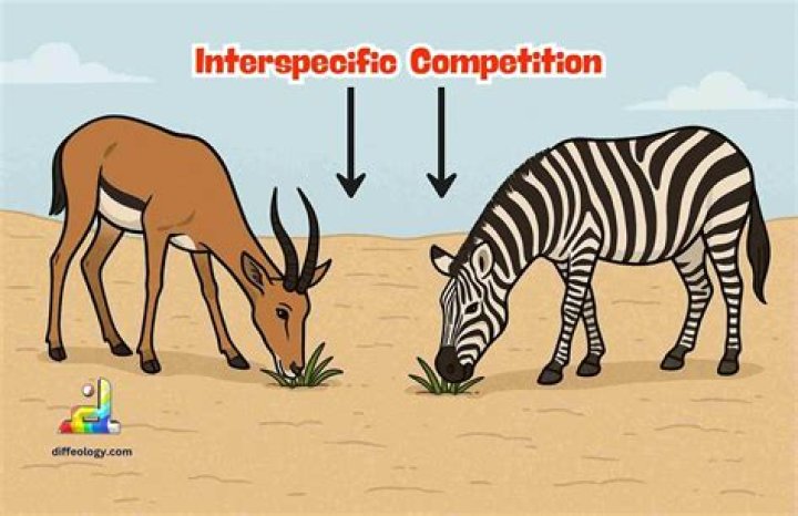 Why is interspecific competition important?