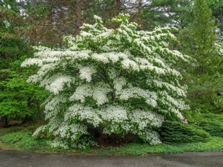 Why is it called dogwood?