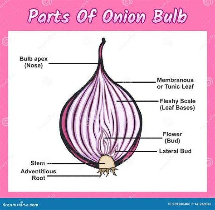 Why is it called The Onion?