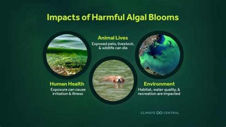 Why is lead harmful to the environment?