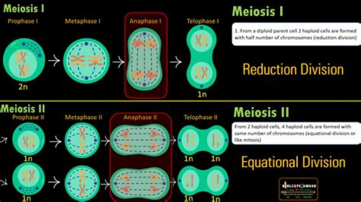 Why is meiosis II called equational division?