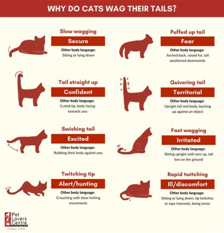 Why is my cat going bald around her tail?