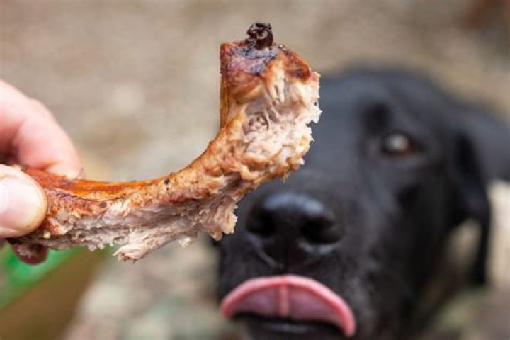 Why is my dog ribs showing?