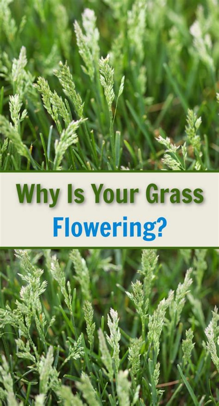 Why is my grass flowering?