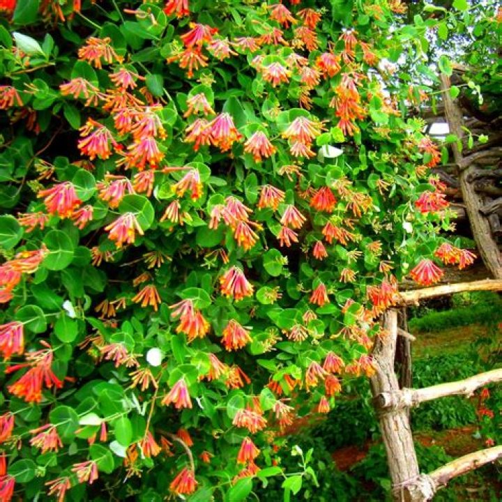Why is my honeysuckle vine dying?