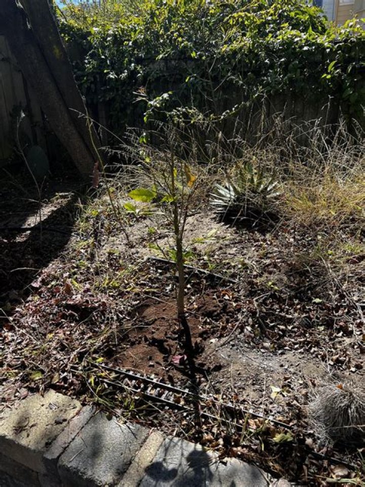 Why is my lemon tree not growing?