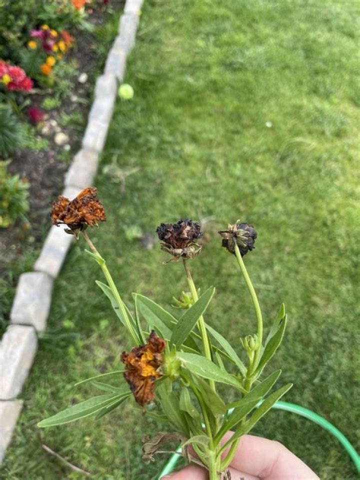 Why is my Marigolds not flowering?