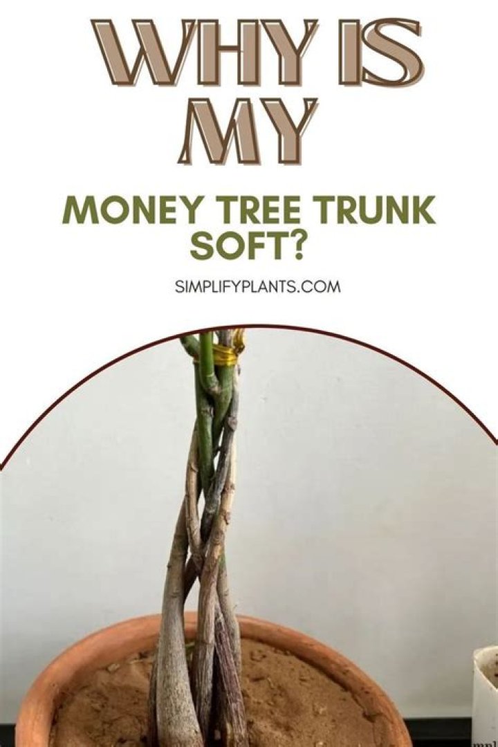 Why is my money tree trunk soft?