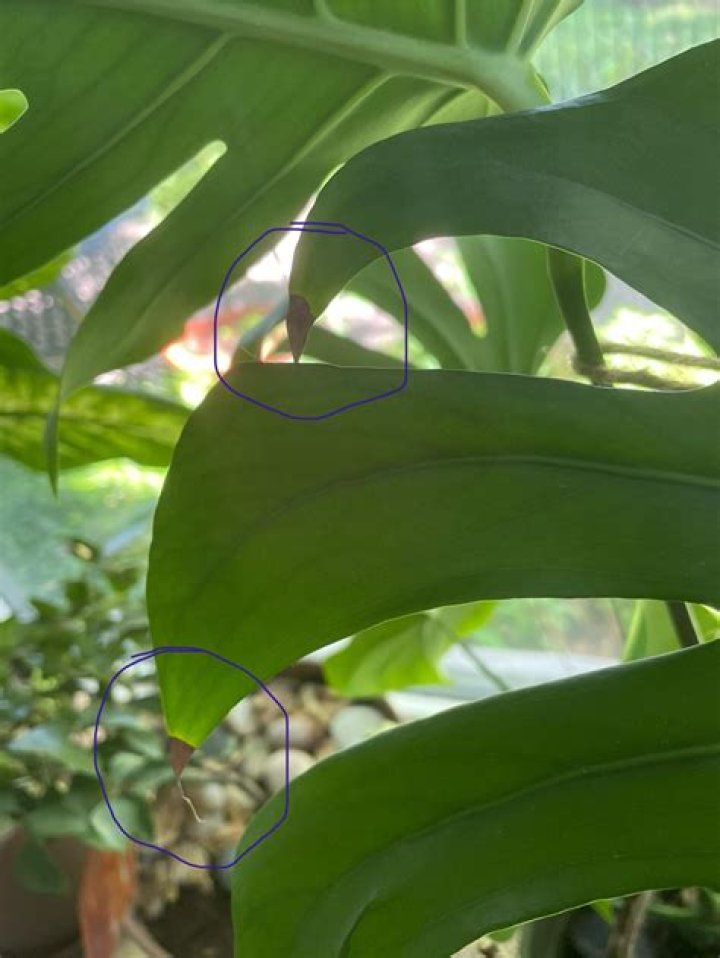 Why is my Monstera Browning?