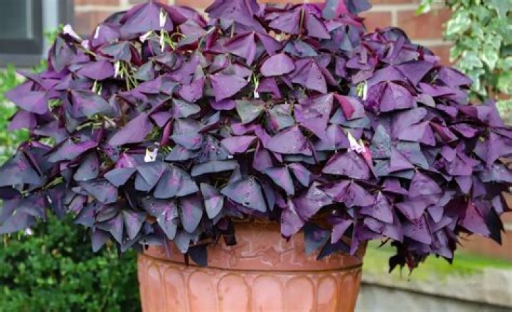 Why is my purple oxalis turning green?
