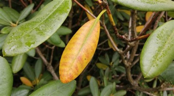 Why is my rhododendron leaves turning yellow?