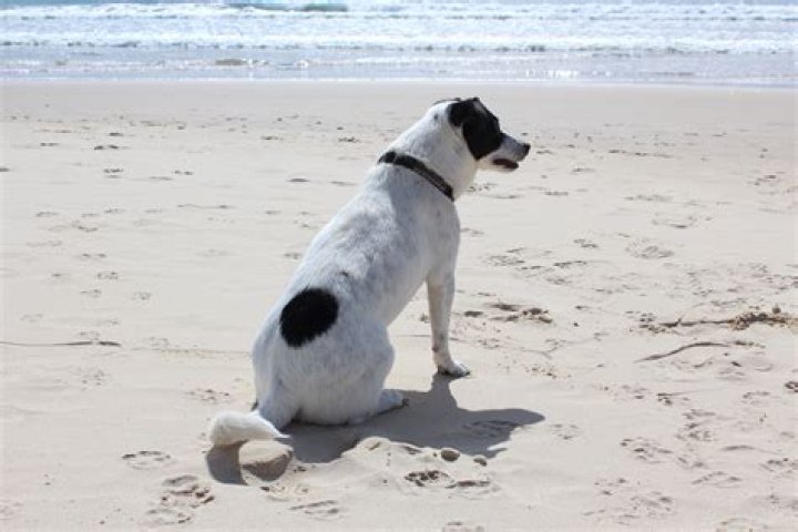 Why is my white dog getting black spots?
