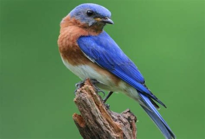 Why is the Eastern Bluebird the NY state bird?