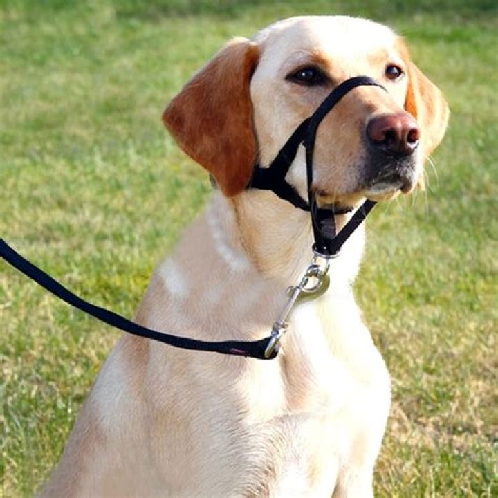 Why is the gentle leader a successful tool for dogs who pull?