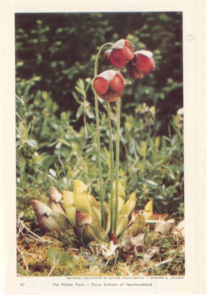 Why is the pitcher plant Newfoundland flower?