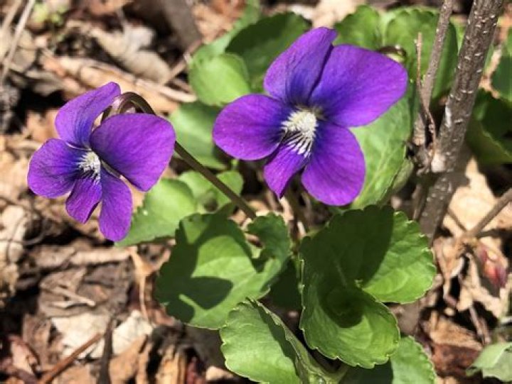 Why is the wood violet Wisconsin state flower?
