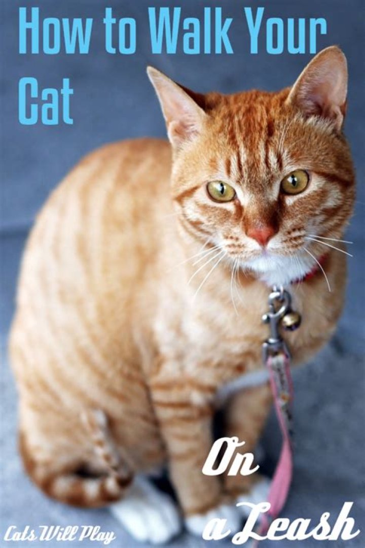 Why should you walk your cat on a leash?