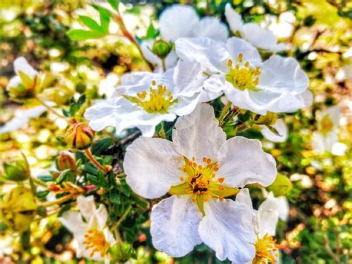Why was the Arizona state flower chosen?