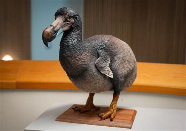 Why were dodos only found on one island?