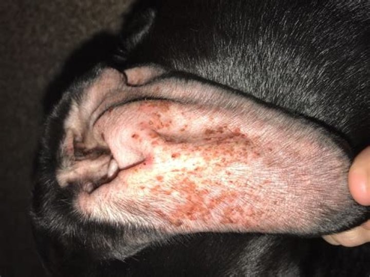 Why would a dog lose his bark?