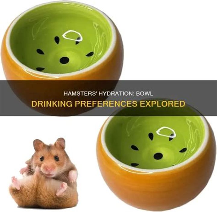 Will a hamster drink out of a bowl?