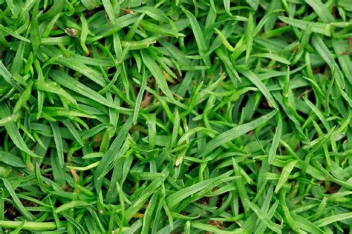 Will Bermuda grass grow in Tennessee?