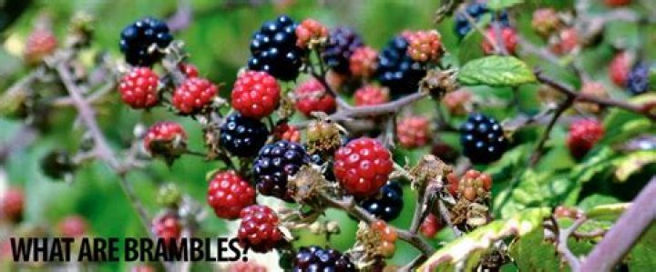 Will bleach kill blackberry bushes?