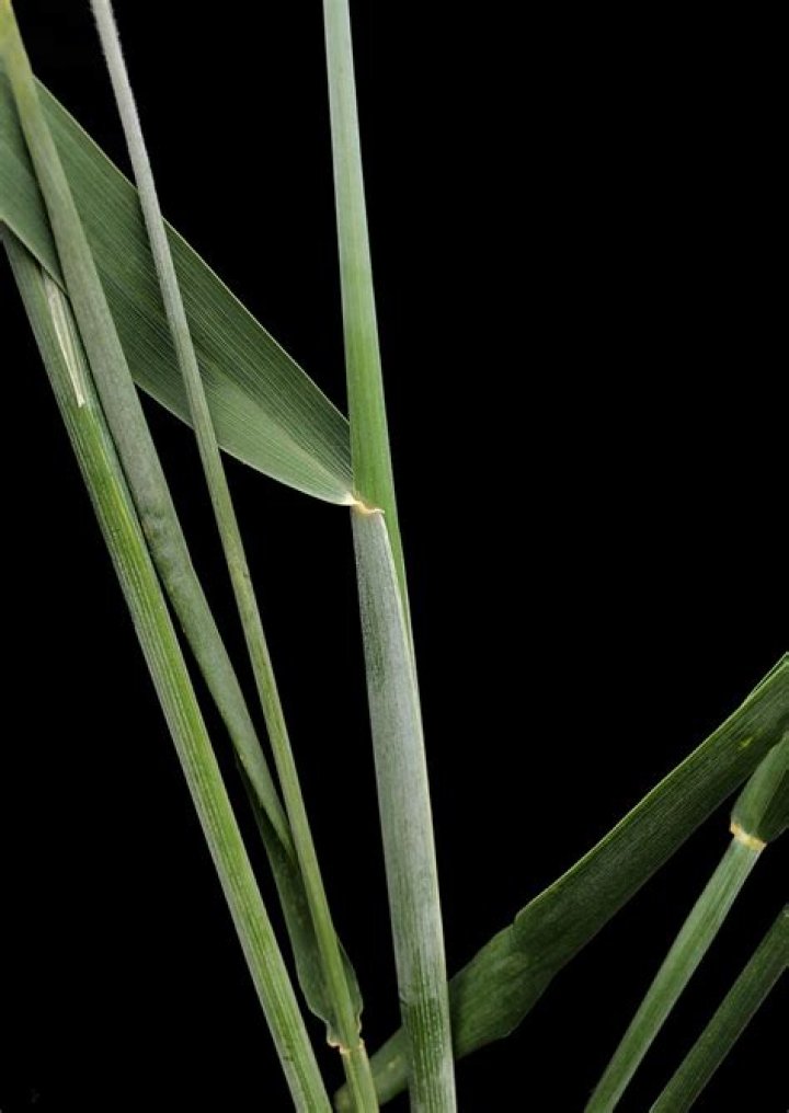 Will cereal rye reseed itself?
