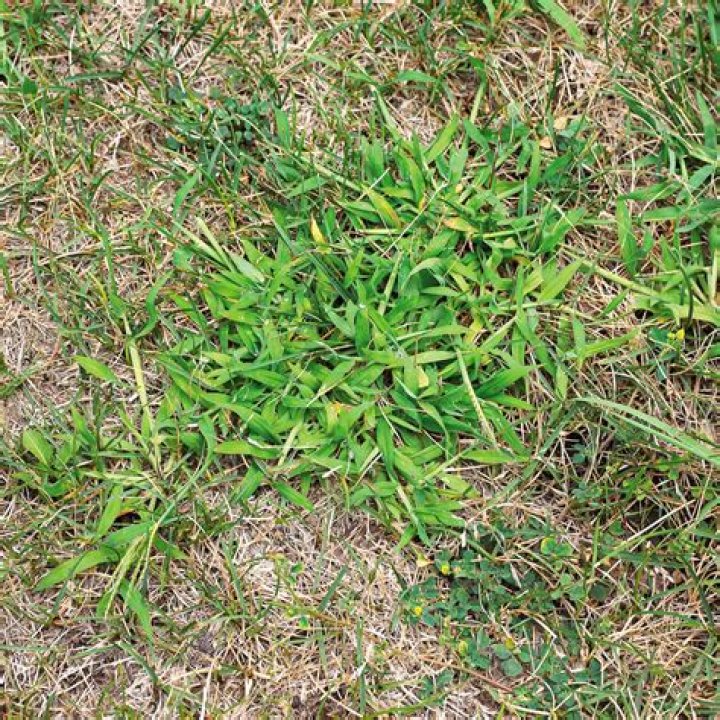Will creeping thyme take over grass?