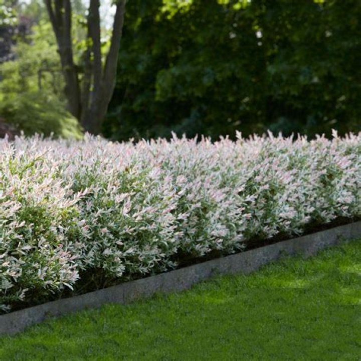 Will deer eat willow? | ContextResponse.com