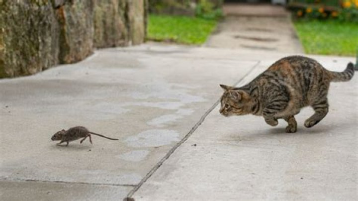 Will Mice Stay away if you have cats?