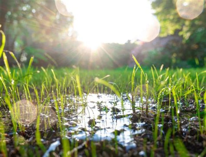 Will overwatering kill grass? | ContextResponse.com