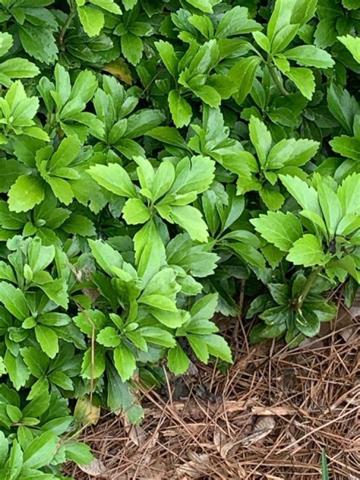 Will pachysandra grow under pine trees?