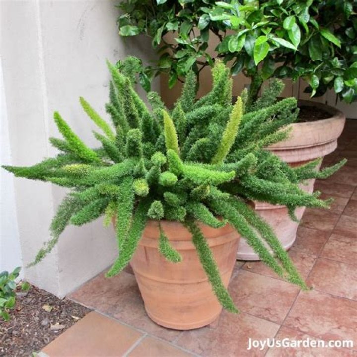 Will Roundup kill asparagus fern?