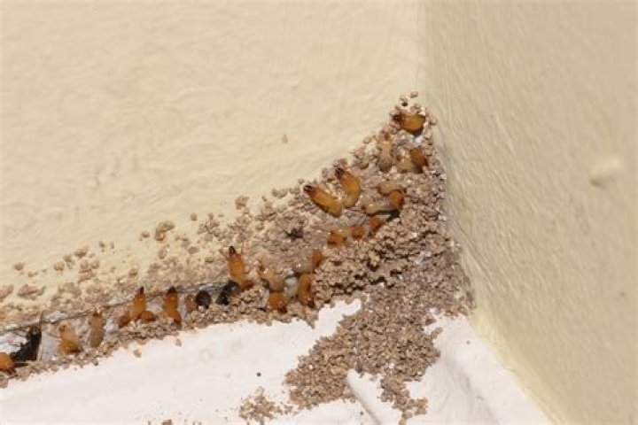 Will termites destroy my home?